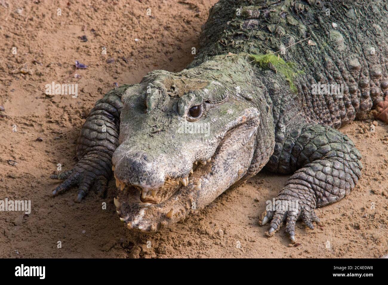A dwarf crocodile (Osteolaemus tetraspis) open mouth, it is an