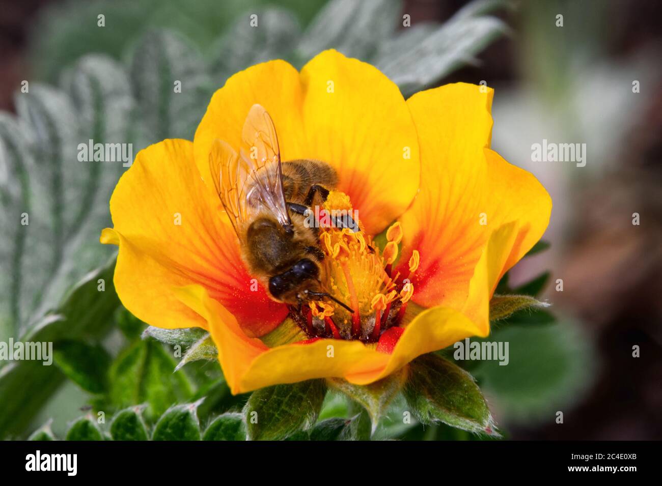 Potentilla atrosanguinea var argyrophylla a yellow flowered plant known as cinquefoil with a honeybee Stock Photo