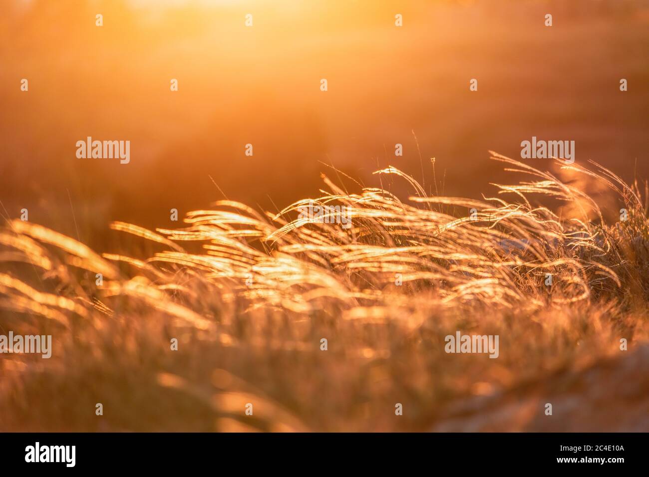 Field with wild grasses at sunset. Selective focus. summer landscape, rural nature. Feather pennisetum or Mission grass backlitght glow against the Stock Photo
