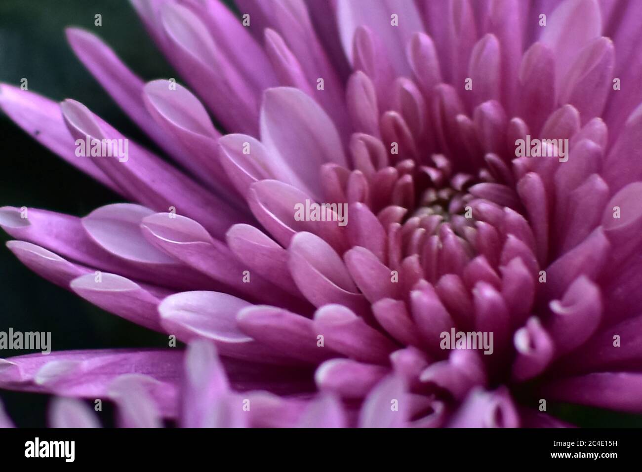 Purple chrysanthemum flower close-up, abstract background, HD Image and