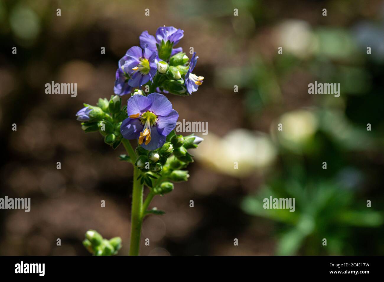 The flowers of a Jacob's ladder (Polemonium caeruleum) Stock Photo