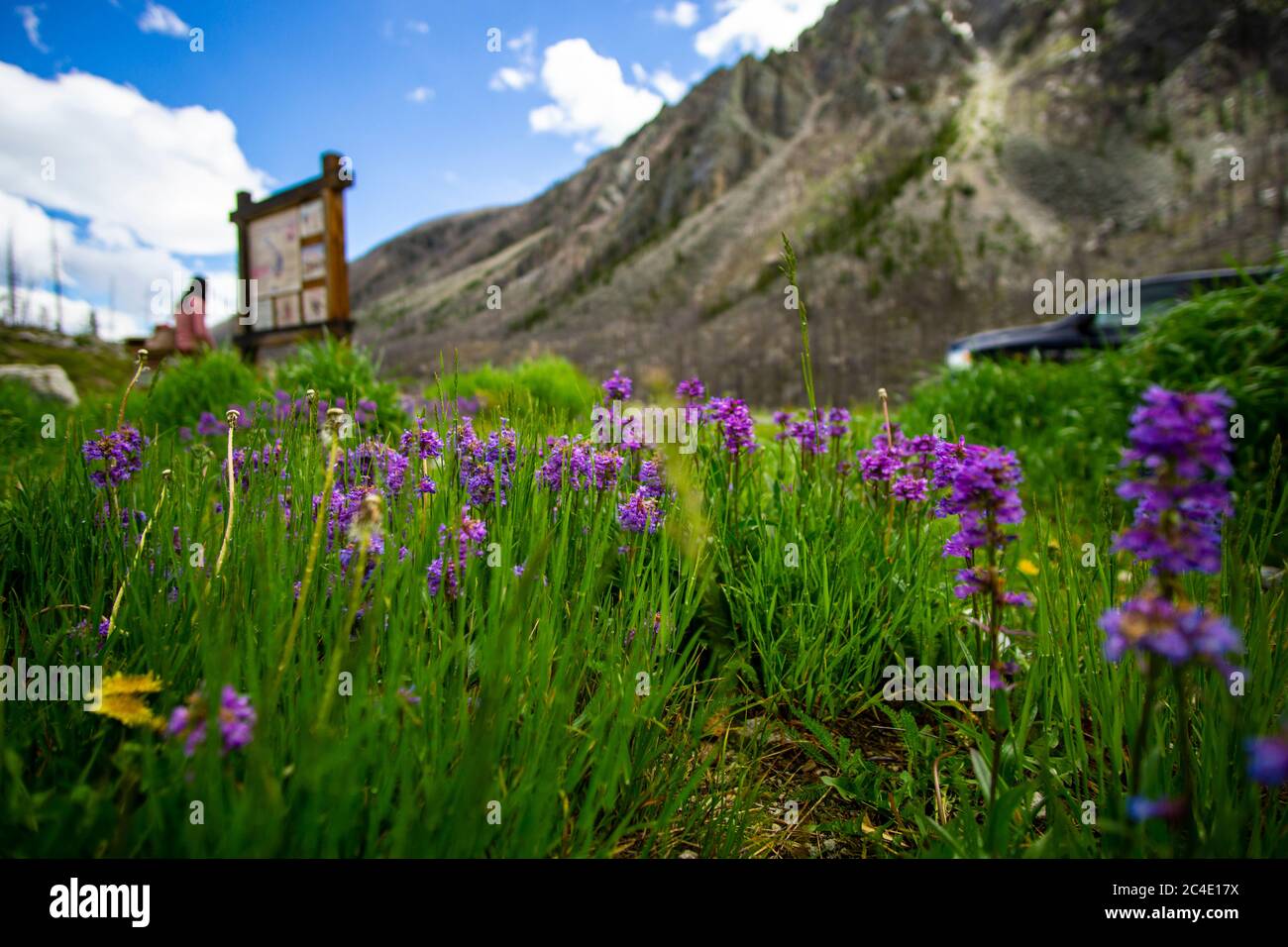Flowers from around Montana Stock Photo