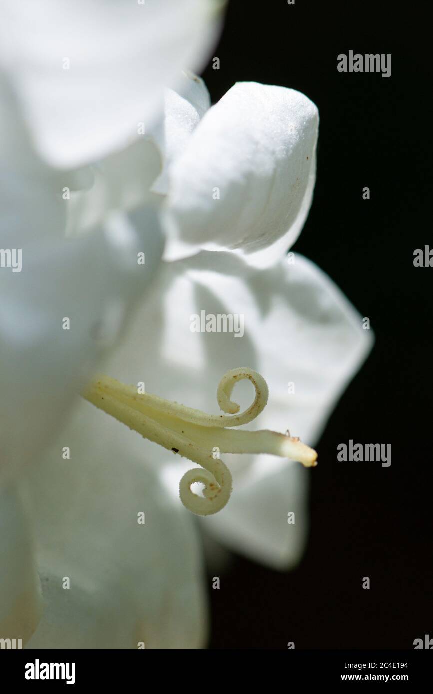 A close up of a white fairy bellflower (Campanula persicifolia var. alba) Stock Photo