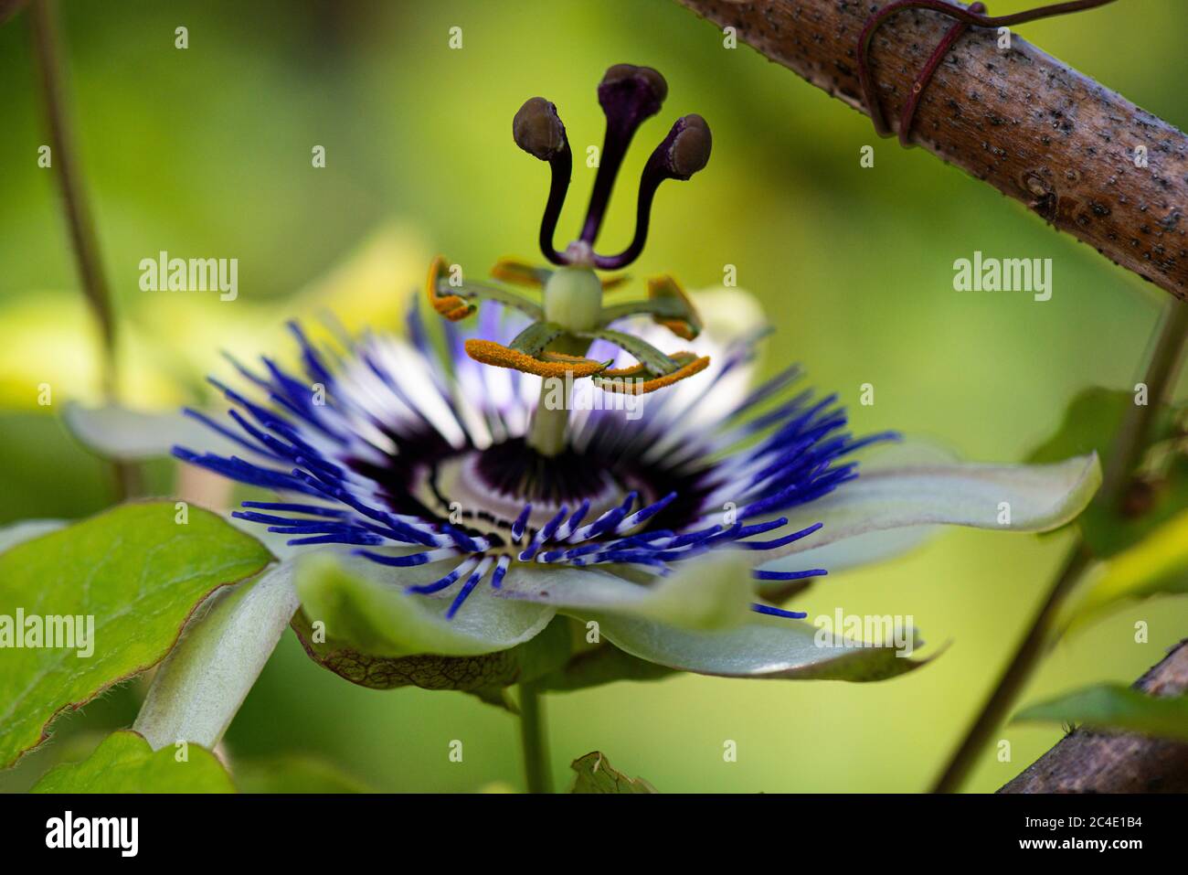 The flower of a blue passion flower (Passiflora caerulea) Stock Photo