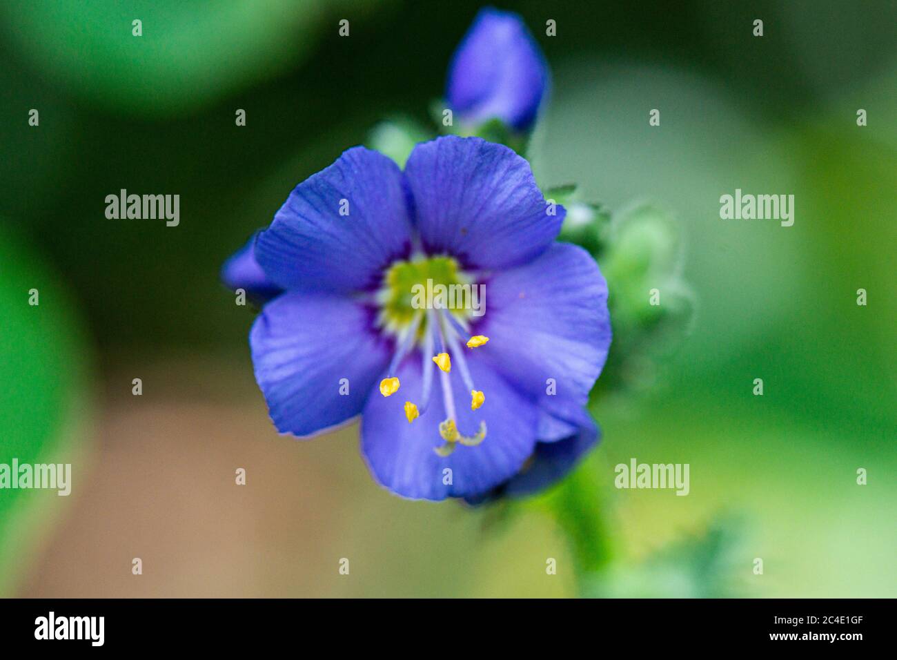 The flower of a Jacob's ladder (Polemonium caeruleum) Stock Photo