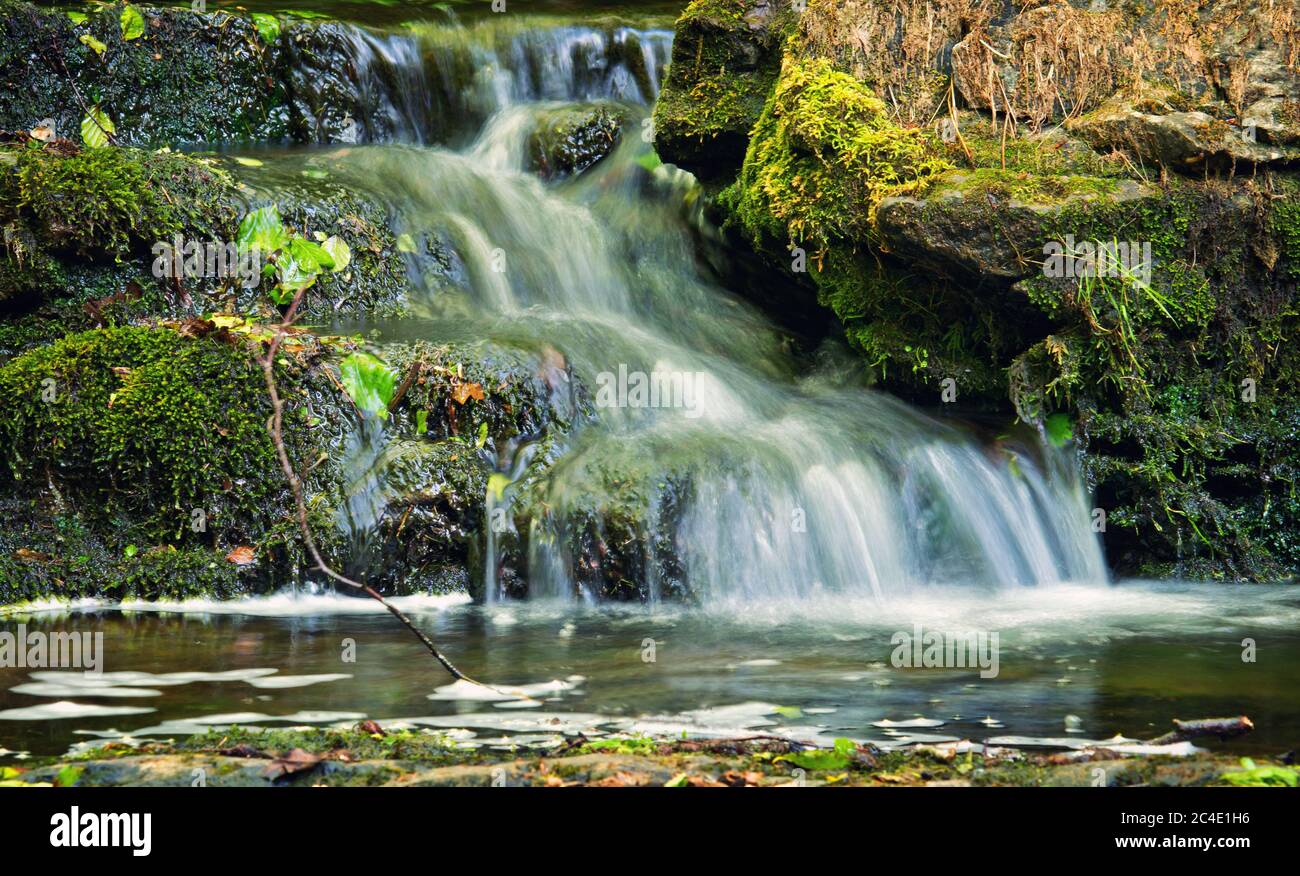 Falling water, cascading through leaves and greenery at Scaleber Force, Yorkshire Dales Stock Photo