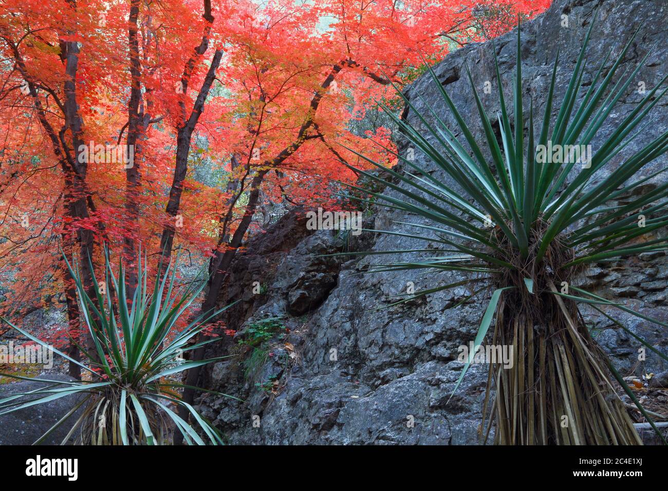 Chiricahua Mountains Coronado N.F. AZ / NOV Autumn red Canyon Maple beyond a giant boulder and pair of yucca. Cave Creek Canyon near the community of Stock Photo