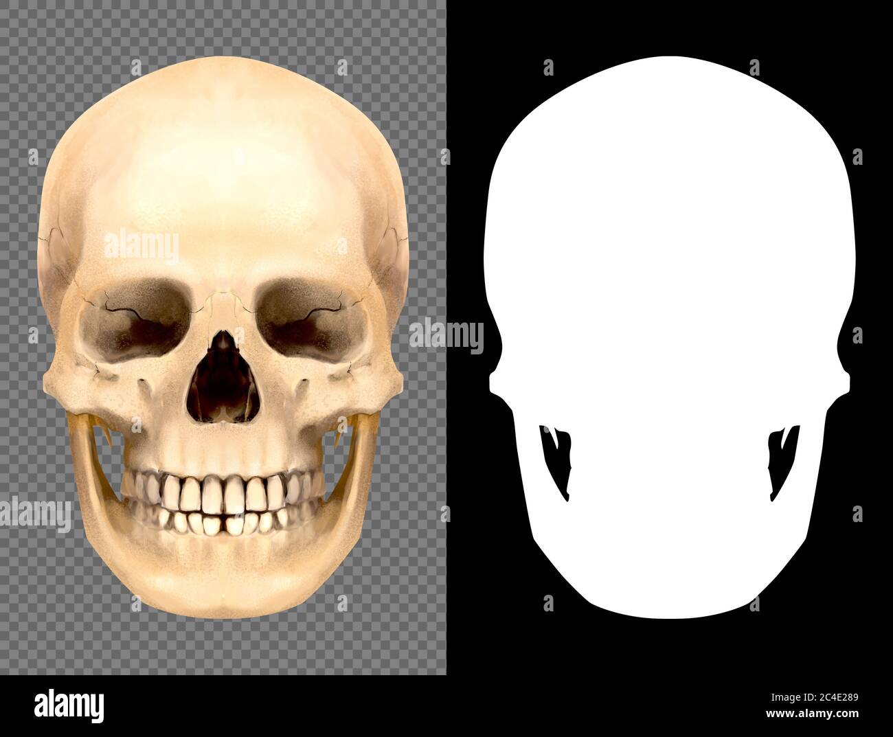 Skull an imaginative digital hand drawn illustration with isolated ...
