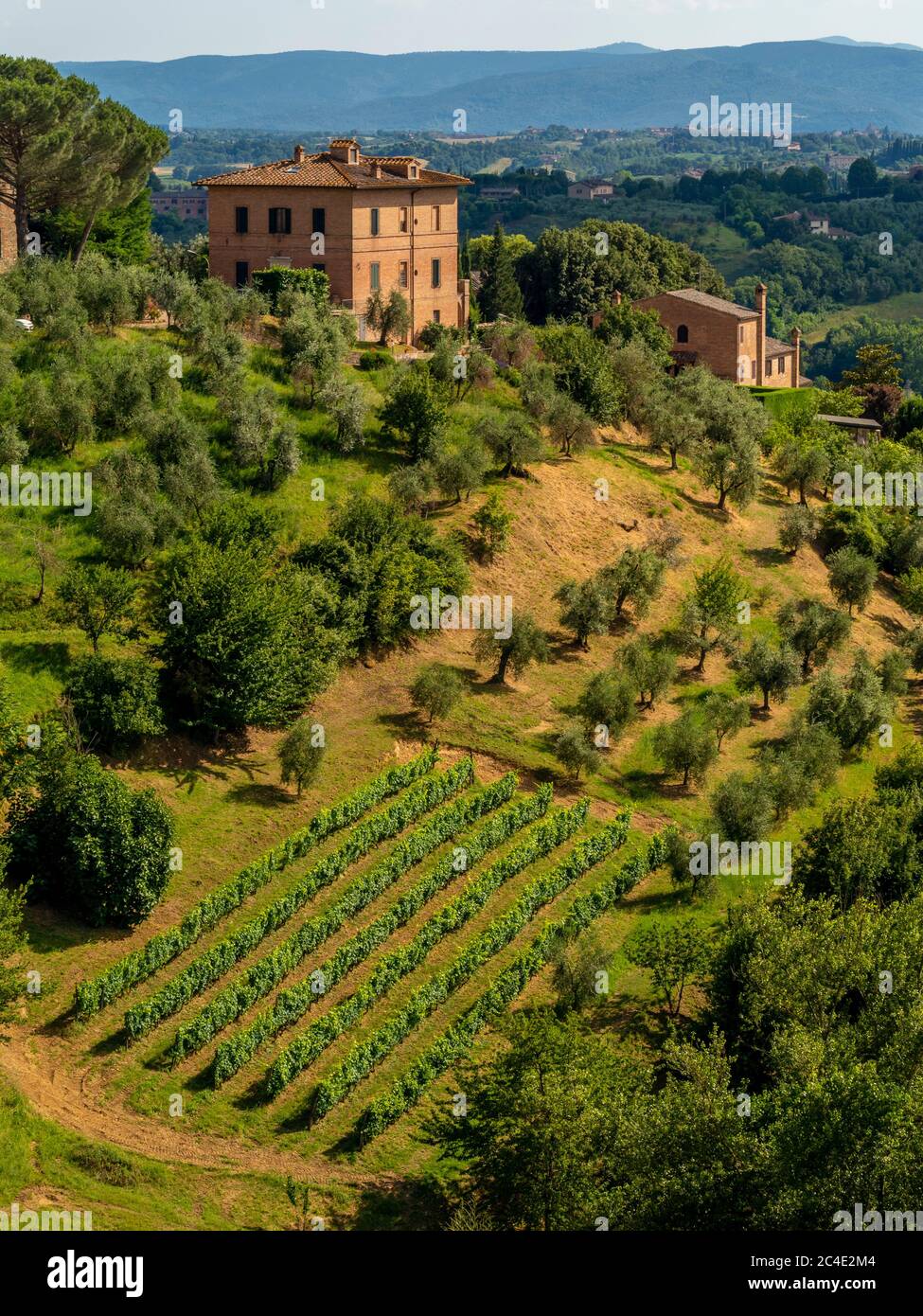 Grapevines and olive trees growing on a steep hillside in Siena. Italy Stock Photo