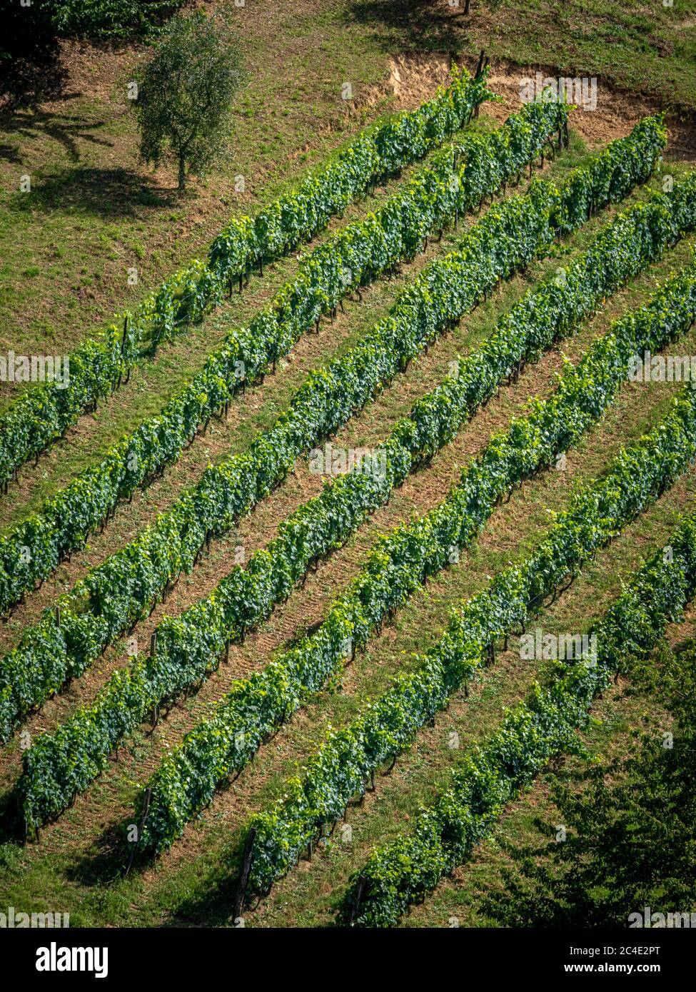 Grapevines growing on a steep hillside in Siena. Italy Stock Photo