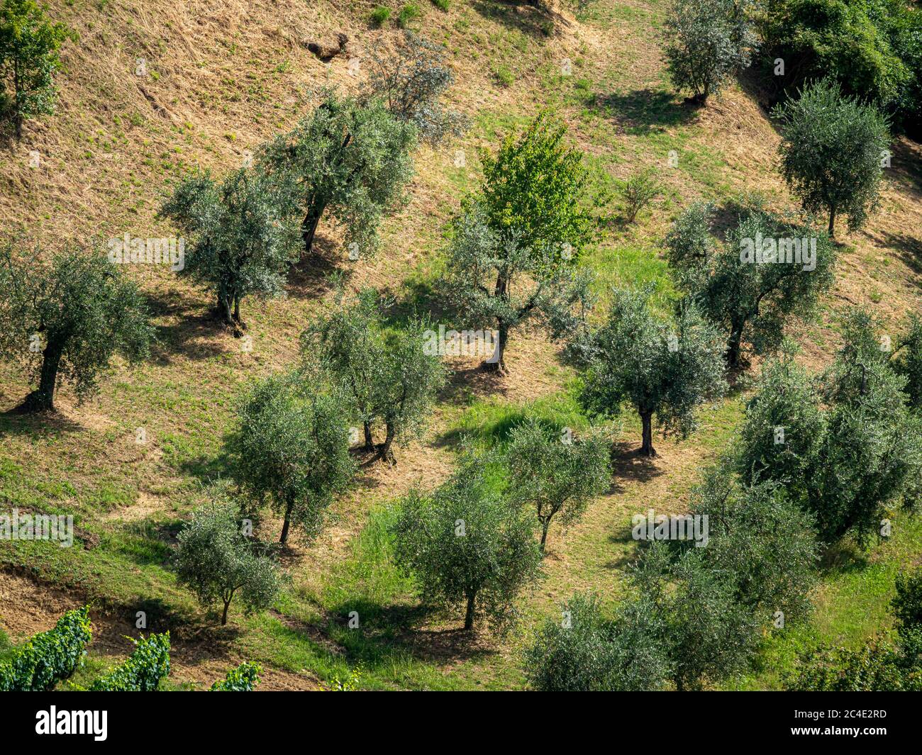 Olive trees growing on a steep hillside in Siena. Italy Stock Photo