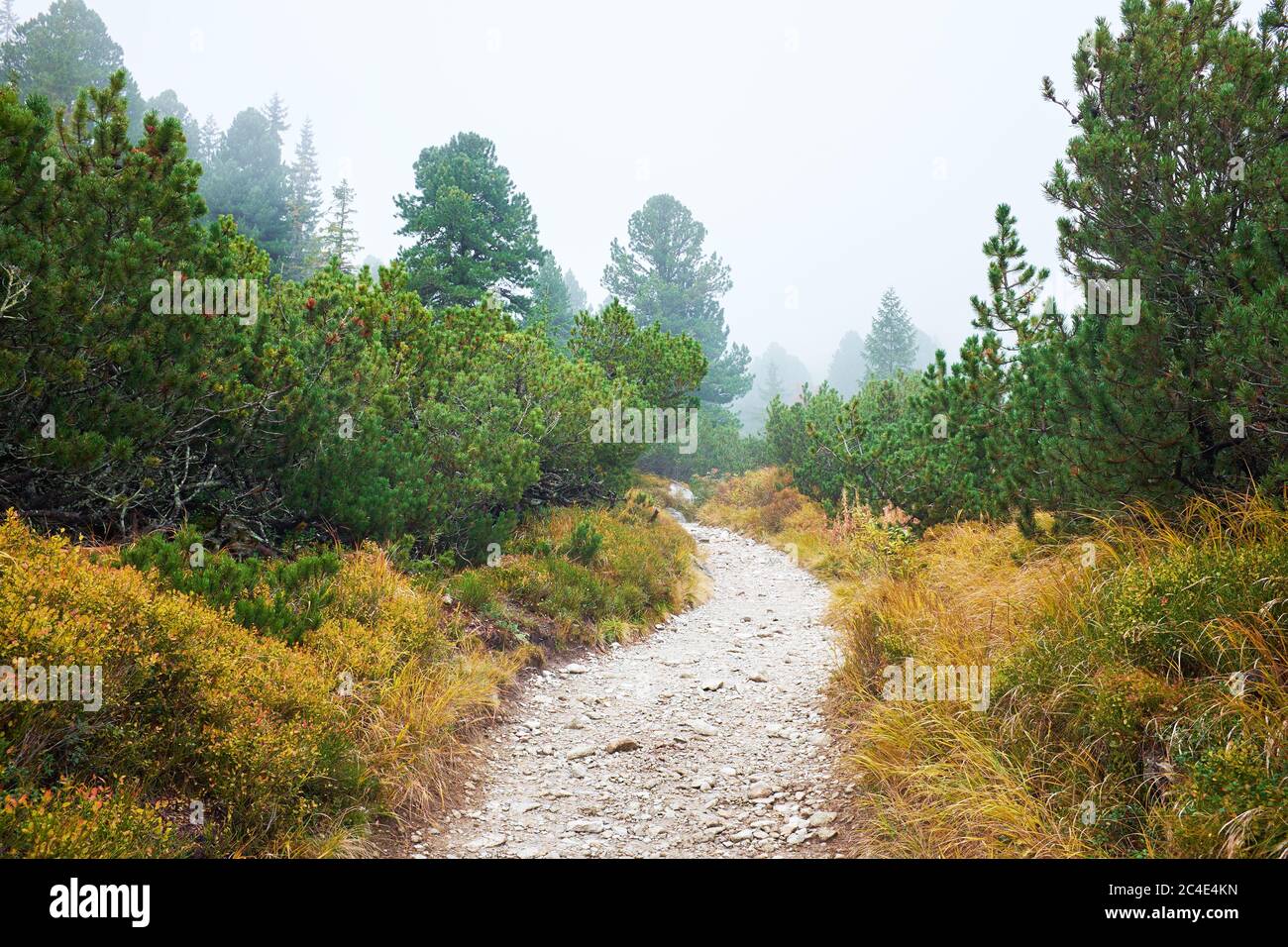 Autum foggy forest with hike trail - Misty tourist path in the High