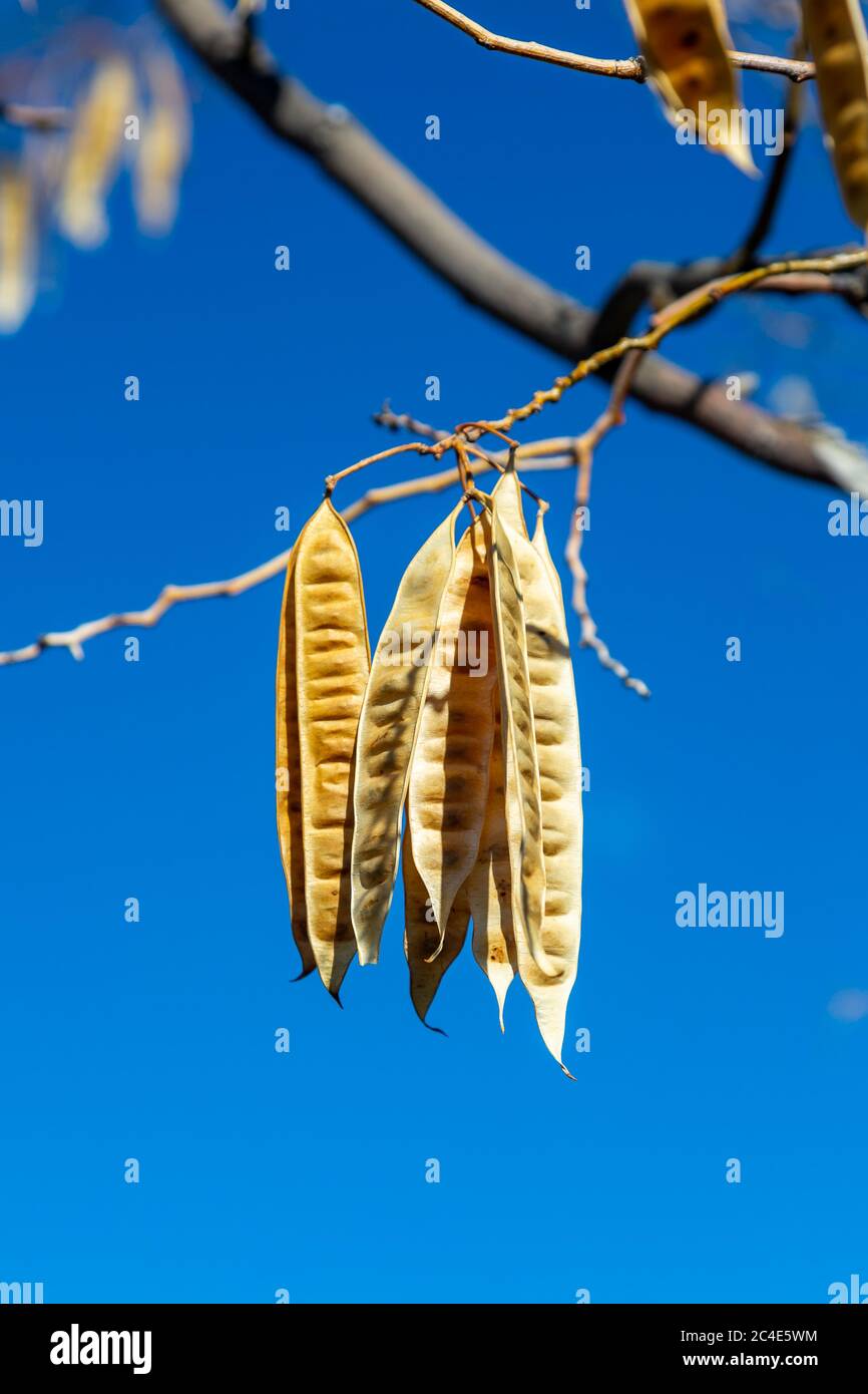 Seed pods hanging from a tree on a sunny winters day in Utah Stock Photo Alamy