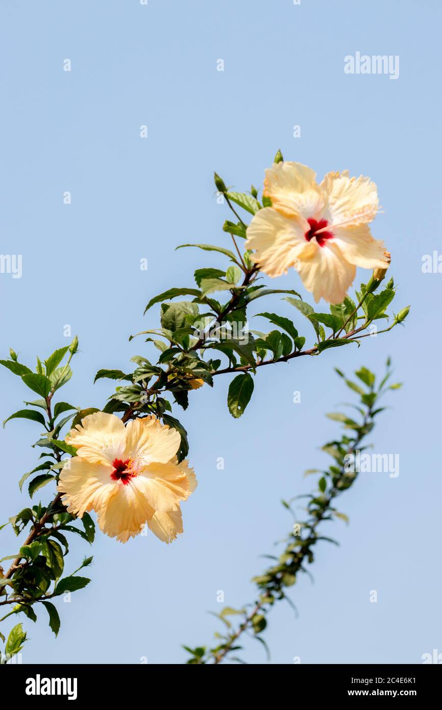 yellowish white hibiscus flowers Stock Photo