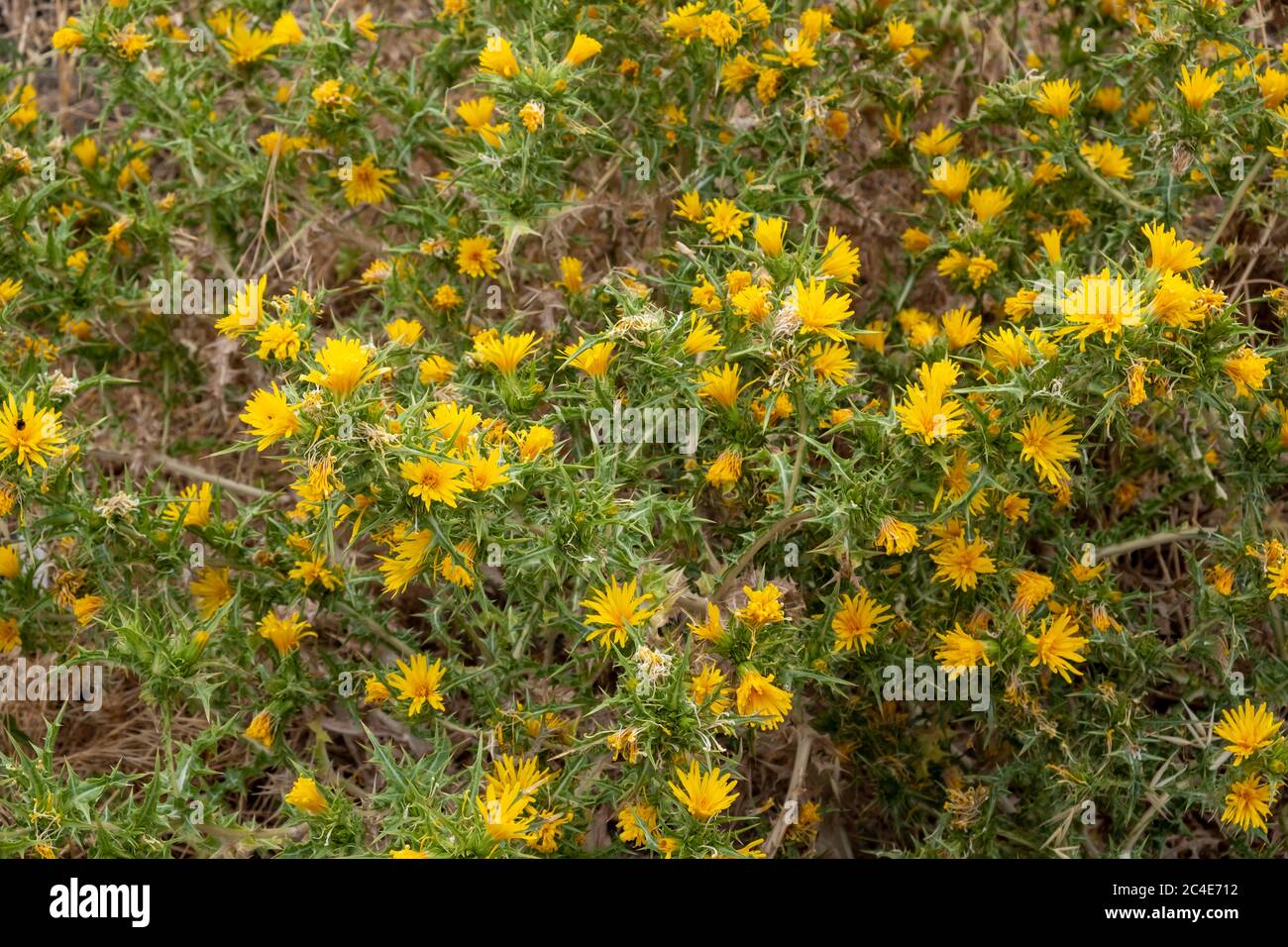 Scolymus hispanicus, the common yellow golden thistle or Spanish oyster thistle background, texture. Wild thorny perennial plant with culinary and med Stock Photo