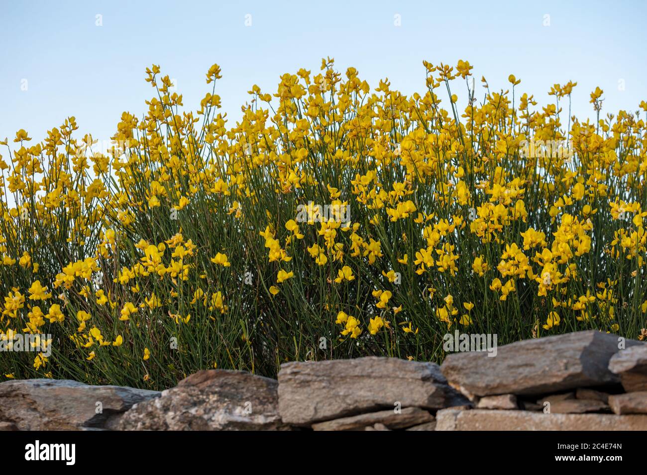 Weavers broom hires stock photography and images Alamy