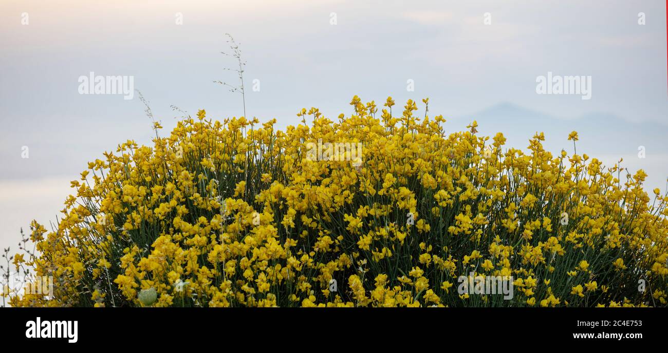 Weavers broom hires stock photography and images Alamy