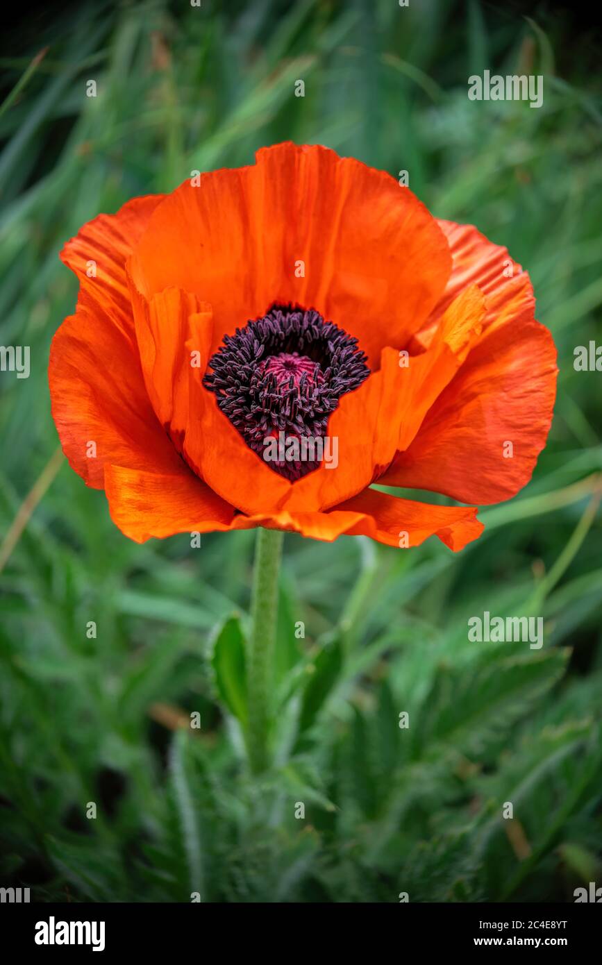 Closeup shot of a large orange poppy, single flower on leaf background Stock Photo