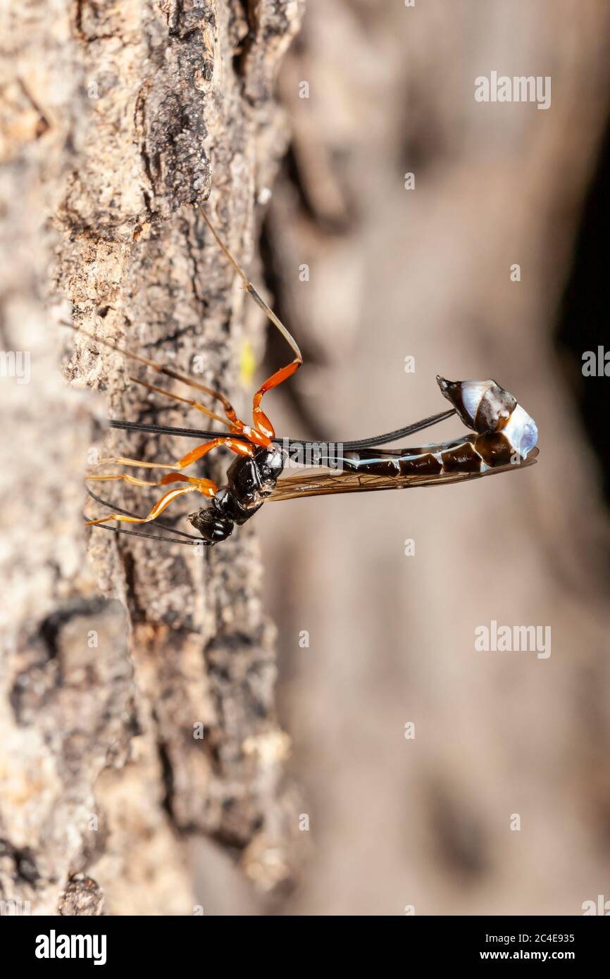 A female Ichneumonid wasp (Rhyssella nitida) oviposits into the side of a dead Oak (Quercus sp.) tree. Stock Photo