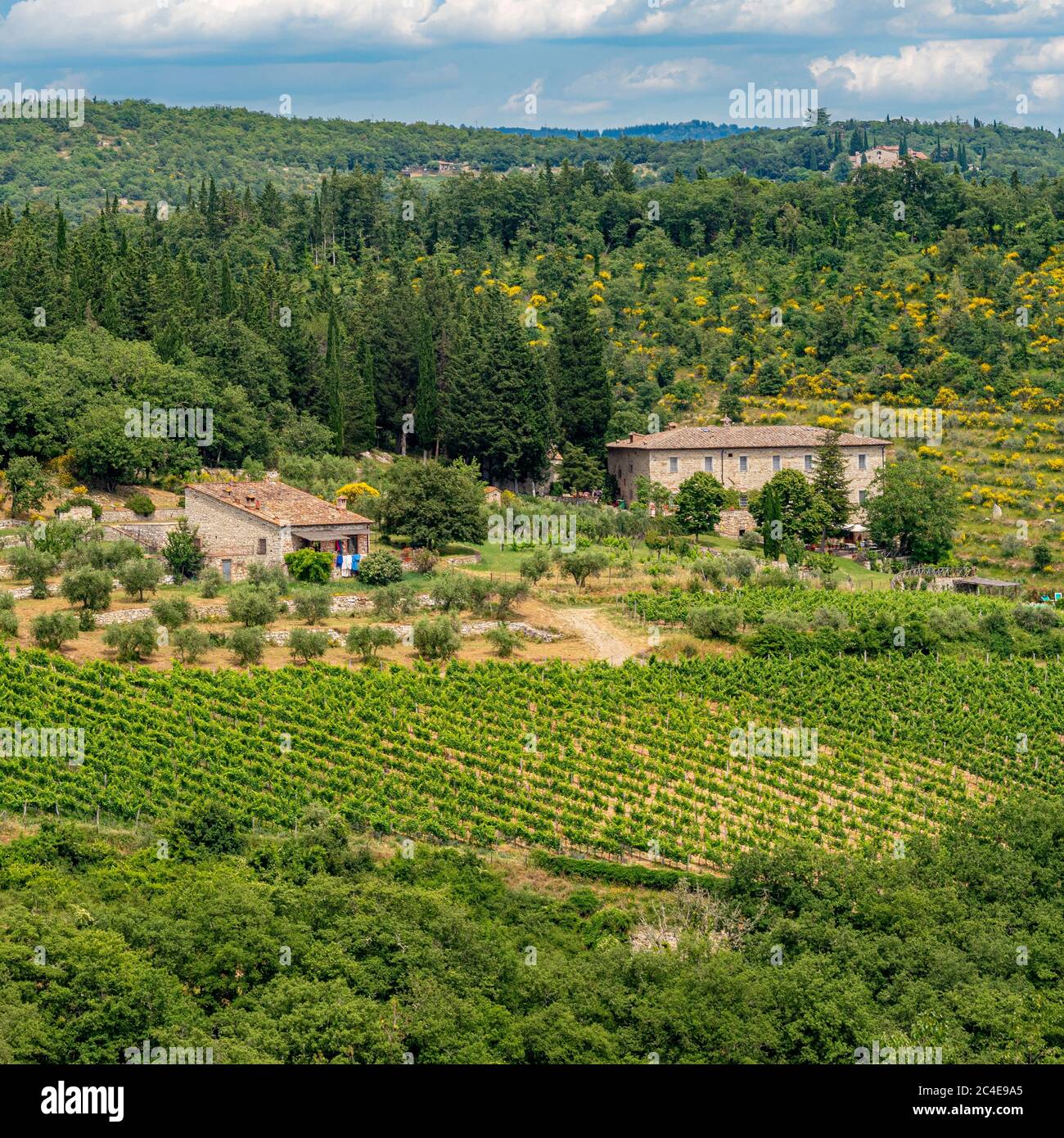 Vineyard in Castellina in Chianti region of Tuscany, Italy. Stock Photo