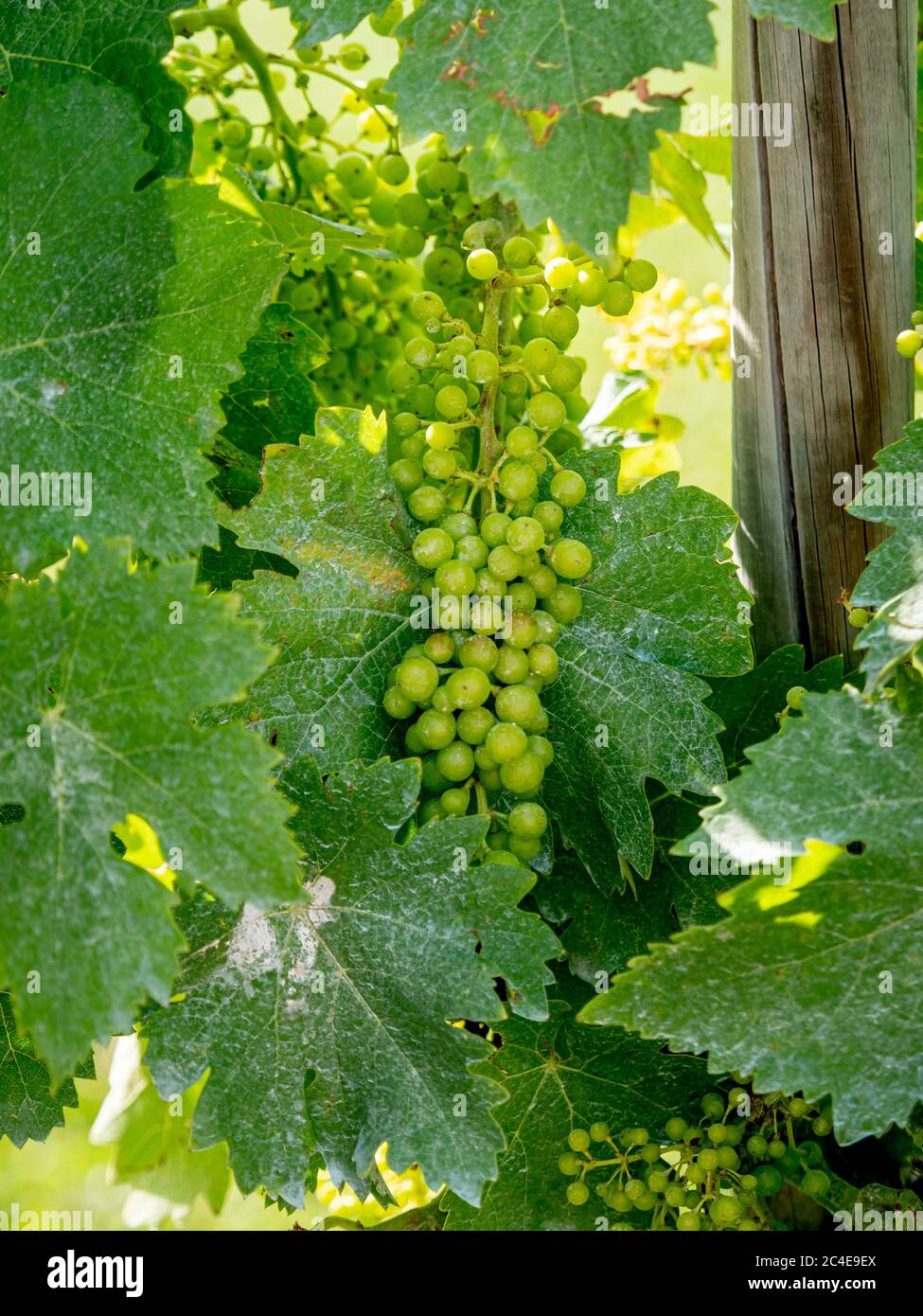Close up of grape vines growing in a vineyard. Italy Stock Photo