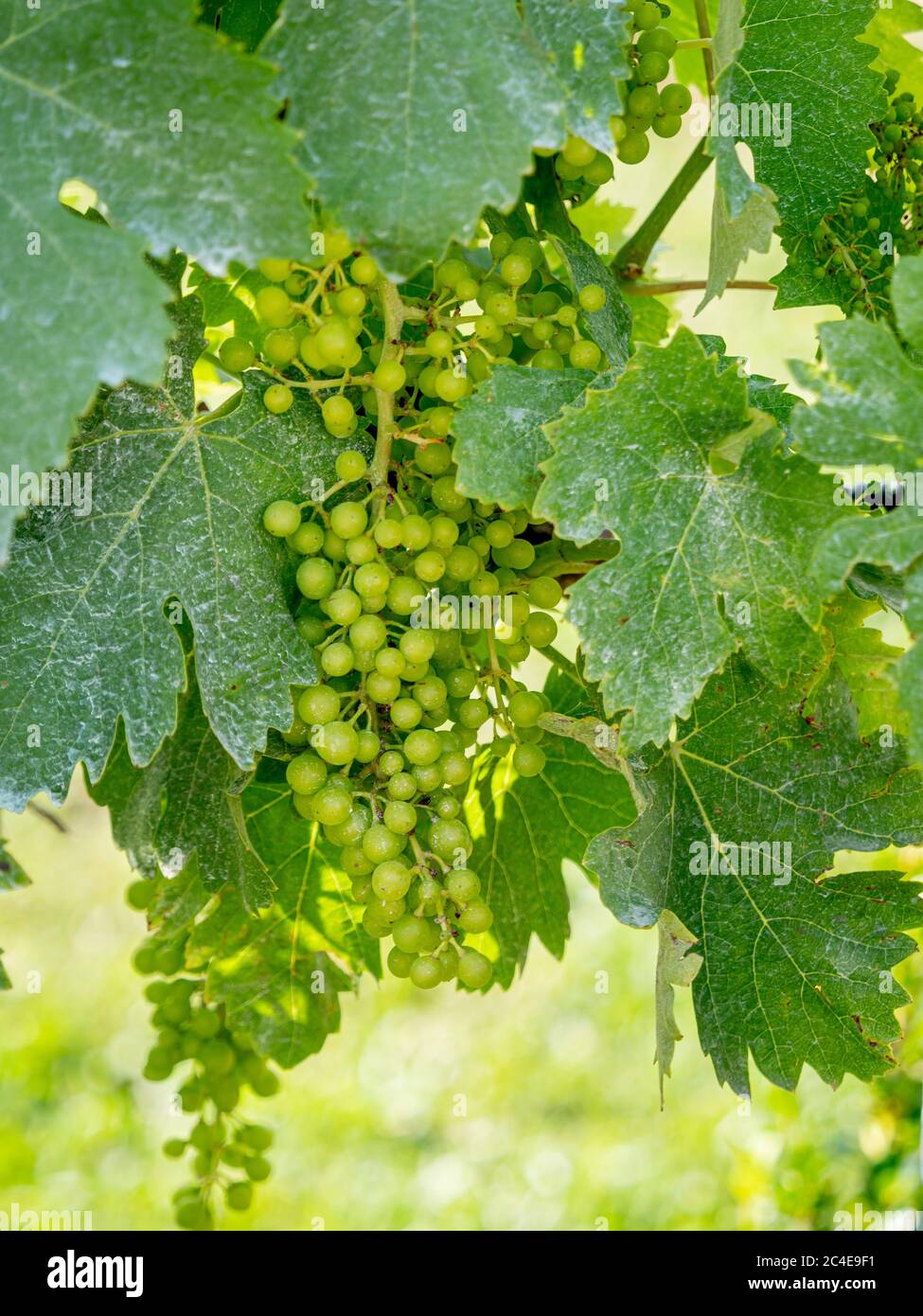 Close up of grape vines growing in a vineyard. Italy Stock Photo