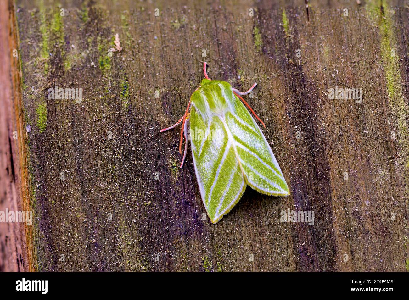 Green silverlines Pseudoips prasinana a fairly common species of