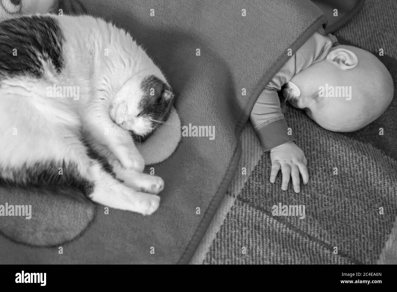 Little baby and cat sleep together in the bed, black and white photo Stock Photo