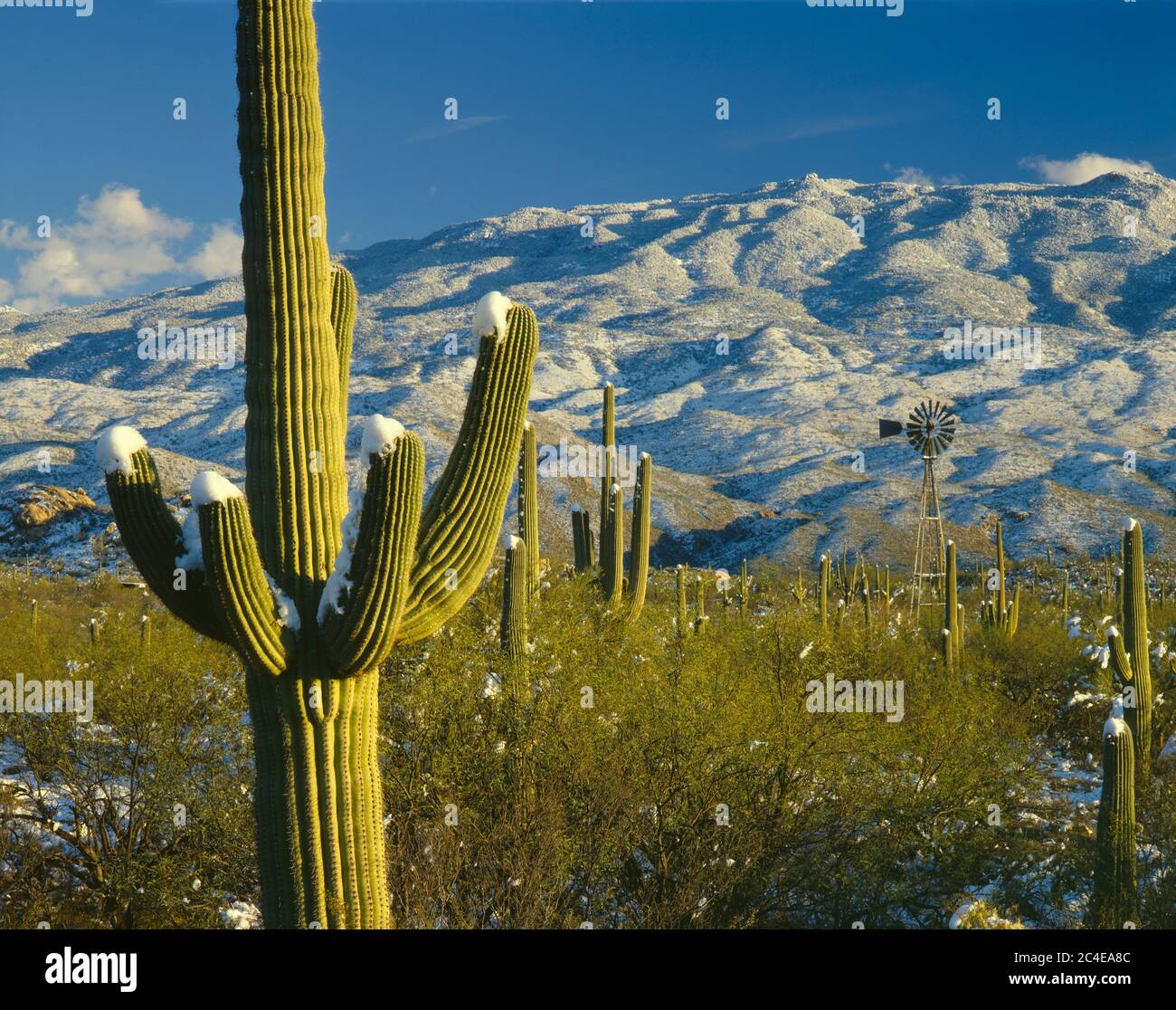 Tucson  AZ / DEC Afternoon light warms a snowcapped Saguaro cactus in foreground backdropped by a windmill and snow blanketed Rincon mountains. Stock Photo