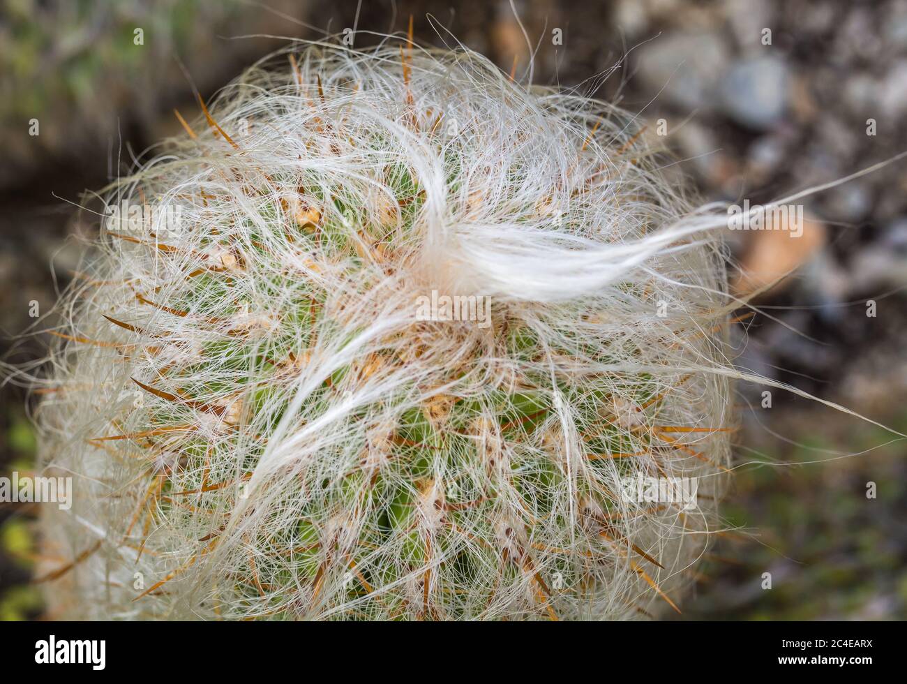 Oreocereus celsianus. Cactus from South America that looks very old. Stock Photo