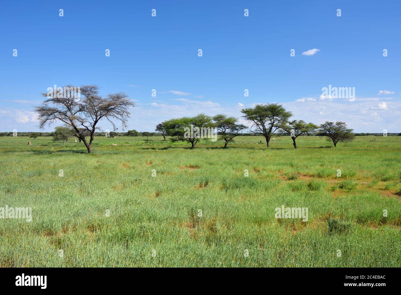 Beautiful african landscape, Waterberg plateau, grassland and umbrella acacias Stock Photo