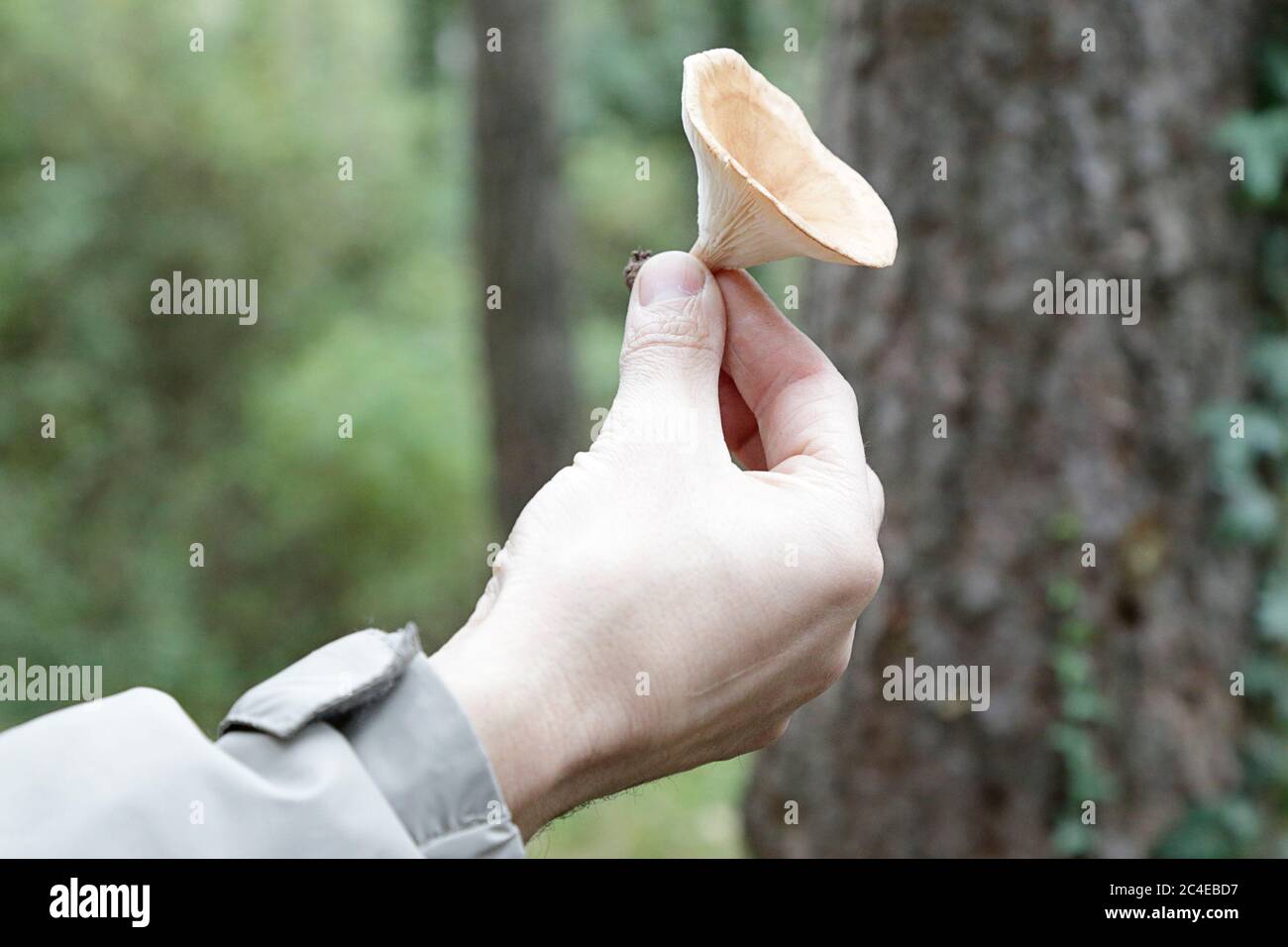 Close up of a man showing a costata lepista in a forest in autumn Stock Photo