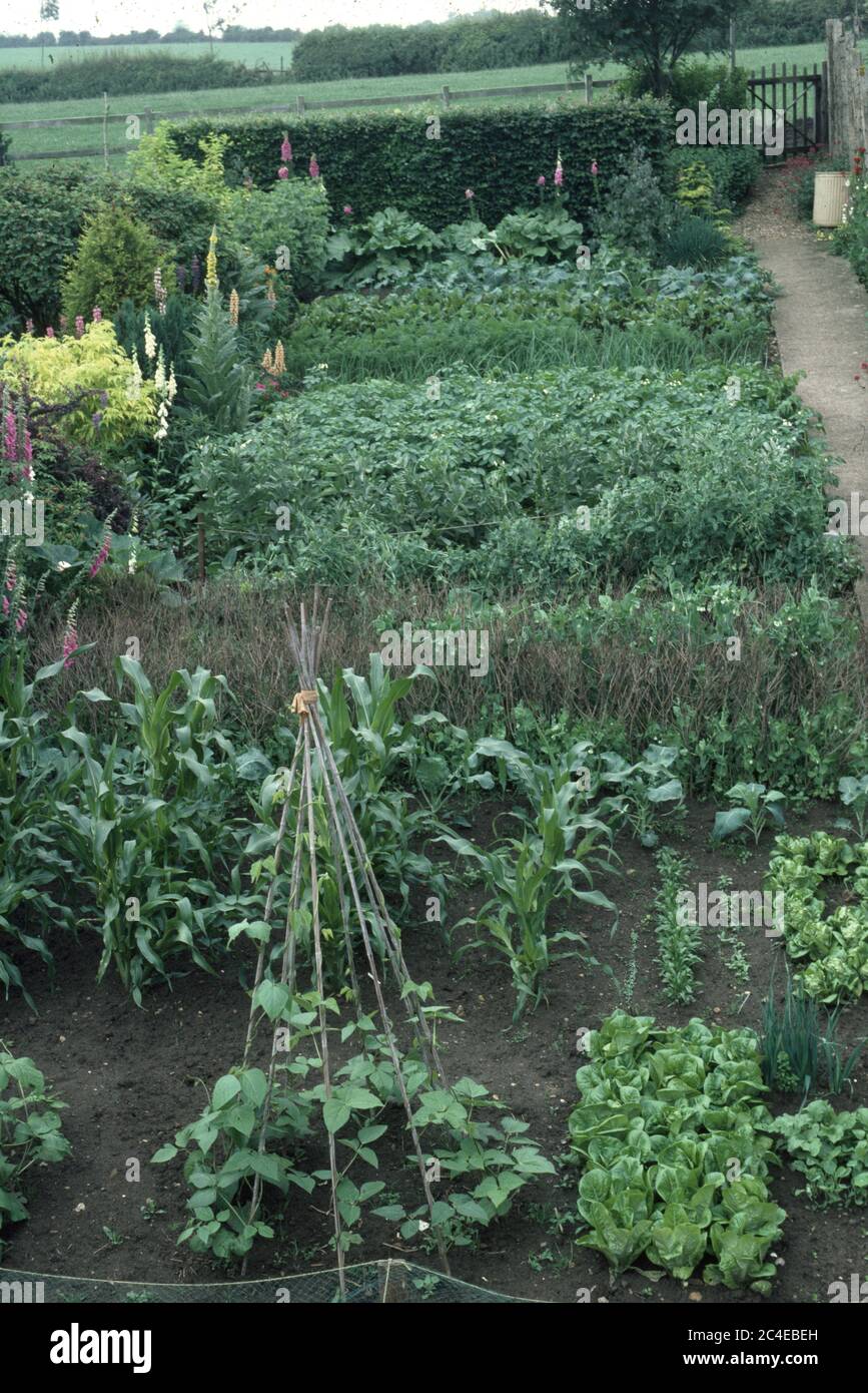 Green beans climbing cane wigwam in bed in well tended vegetable garden Stock Photo