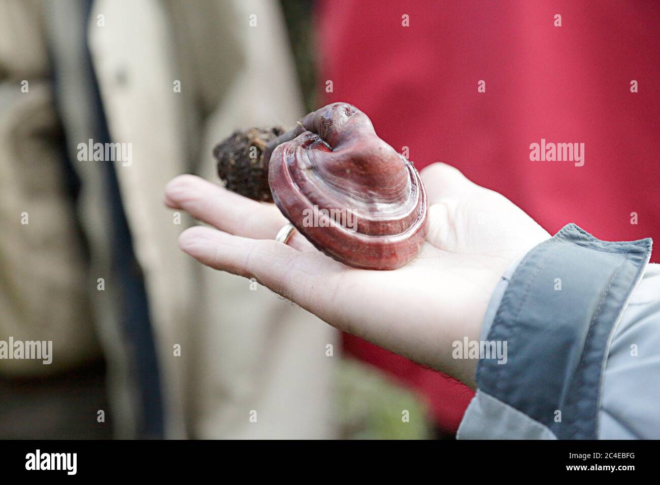 Man showing a lingzhi mushroom (ganoderma lucidum) Stock Photo