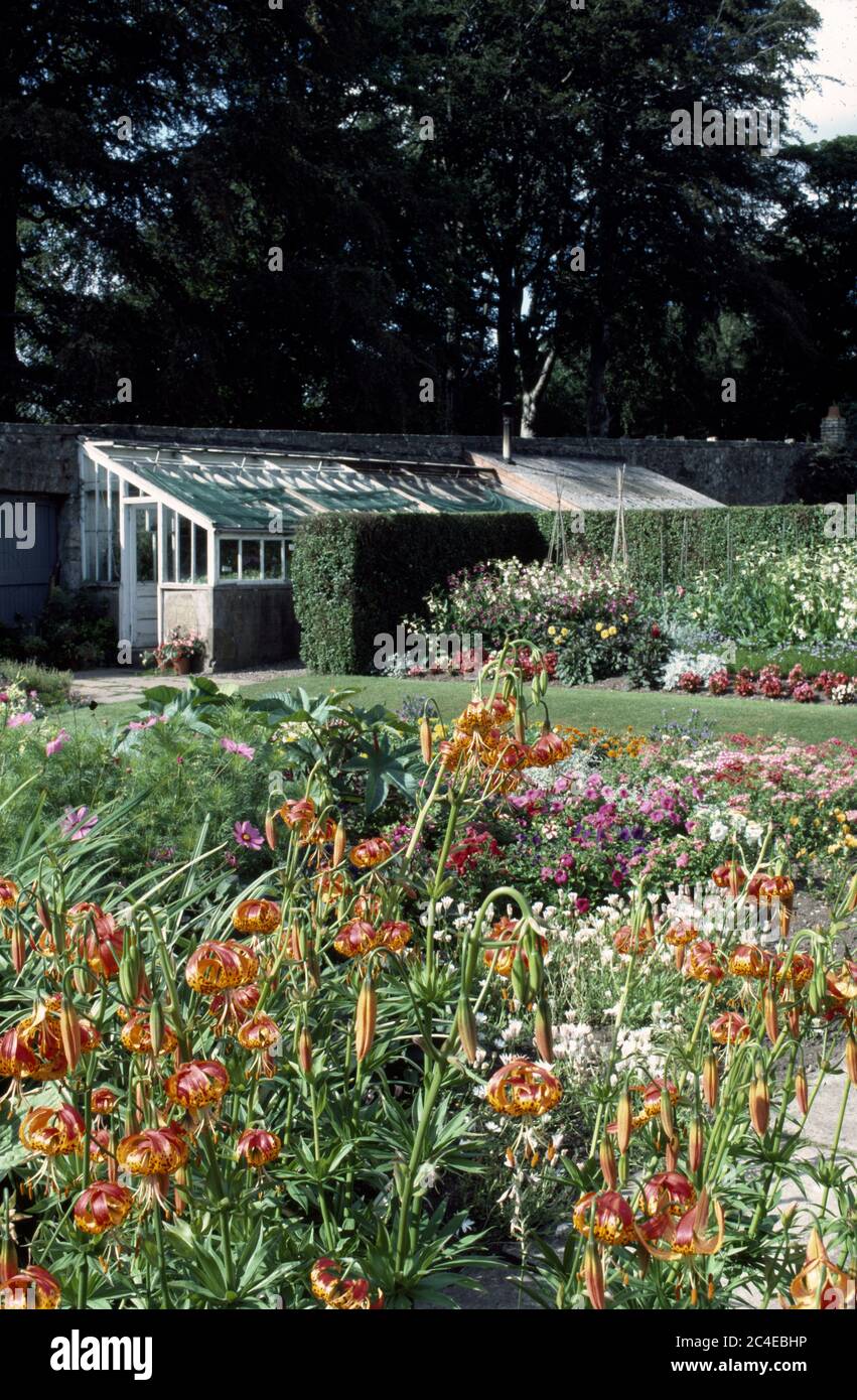 Orange Turk's Cap lilies in cutting border of large country garden with greenhouse in the background Stock Photo