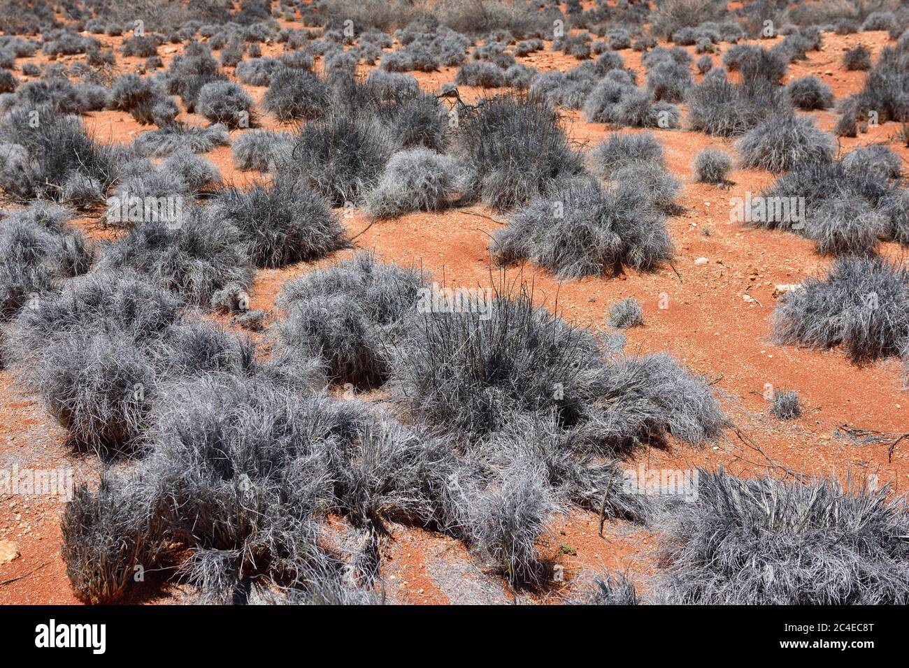 Weird silver color plant growing in the central Namib desert, Namibia, Africa Stock Photo