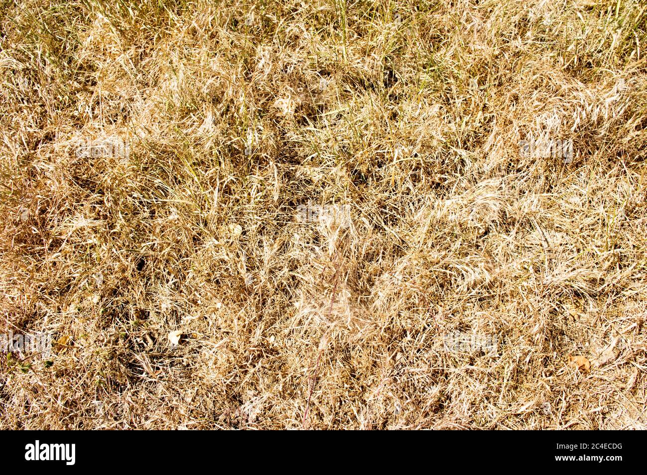 Dry greenery hi-res stock photography and images - Page 15 - Alamy