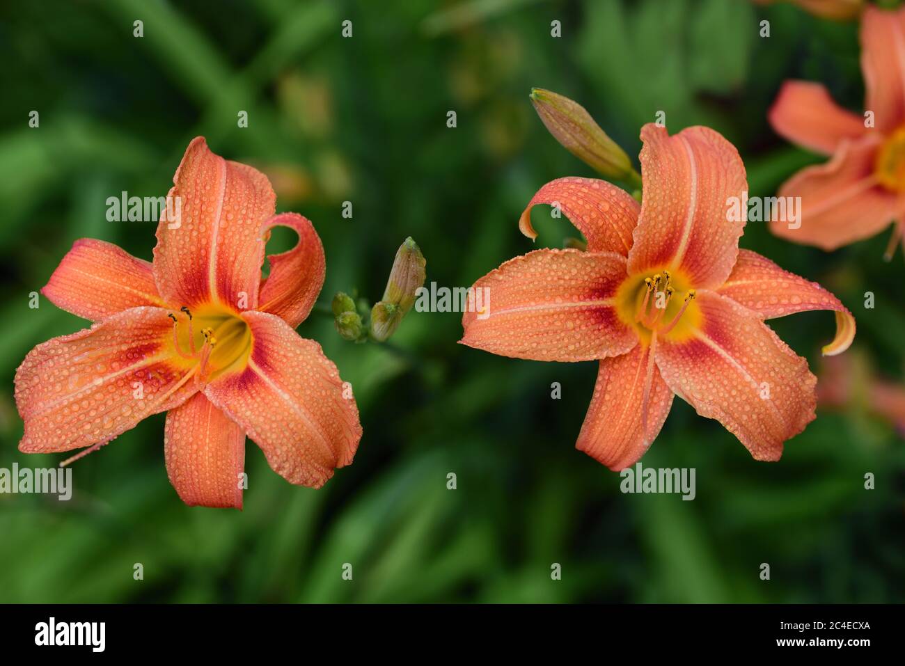 Orange daylilies grow in the garden and are photographed from above Stock Photo Alamy