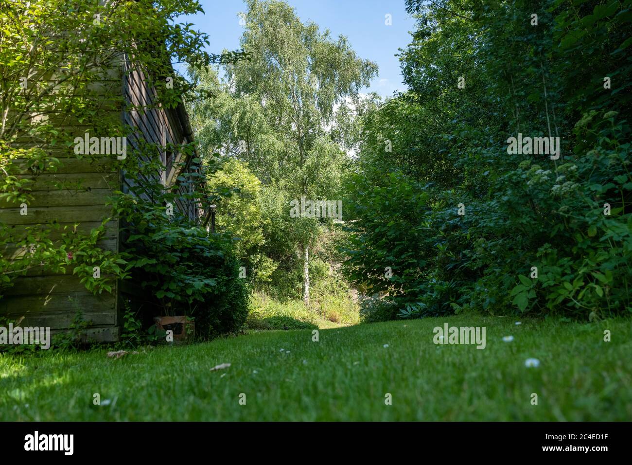 Low level shot looking across a lawn towards a distant tree in an English garden. Stock Photo
