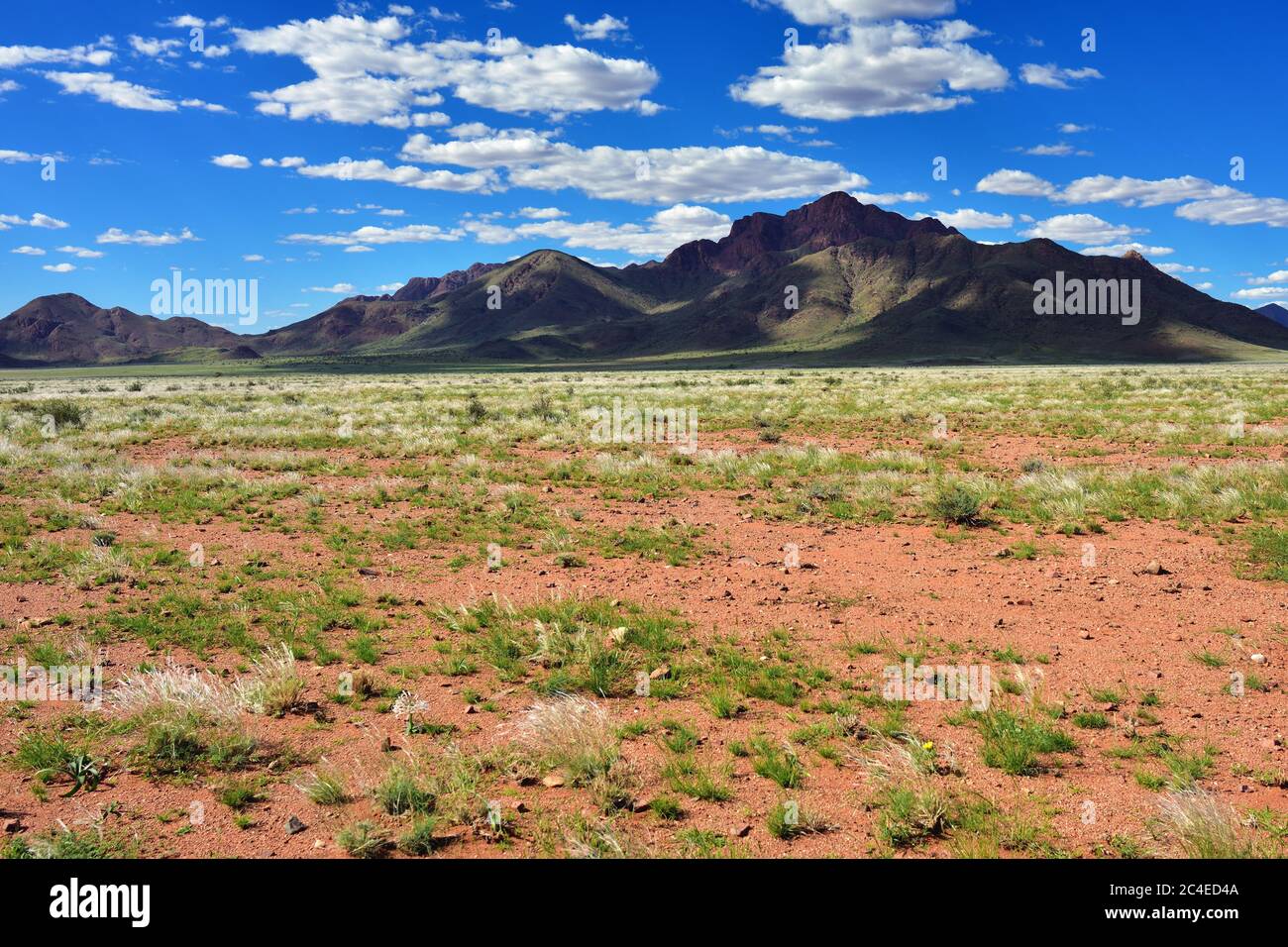 Beautiful landscape of the Namib desert during rainy season, Namibia ...