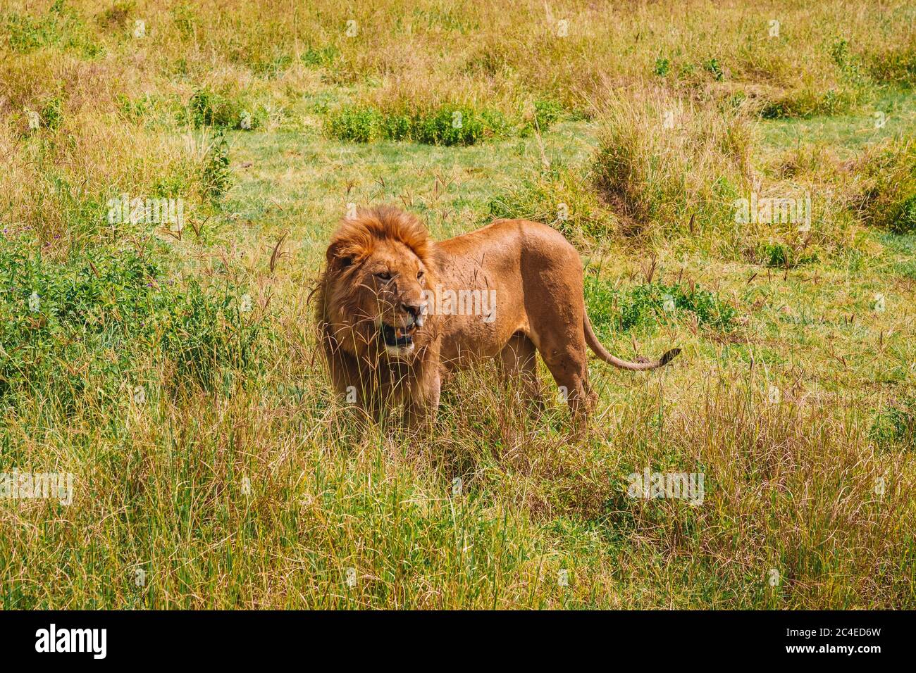 Horizontal shot big male hi-res stock photography and images - Alamy