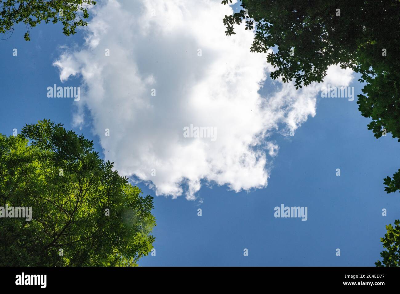 Looking straight up through the trees at a passing white cloud in a blue sky in the UK Stock Photo