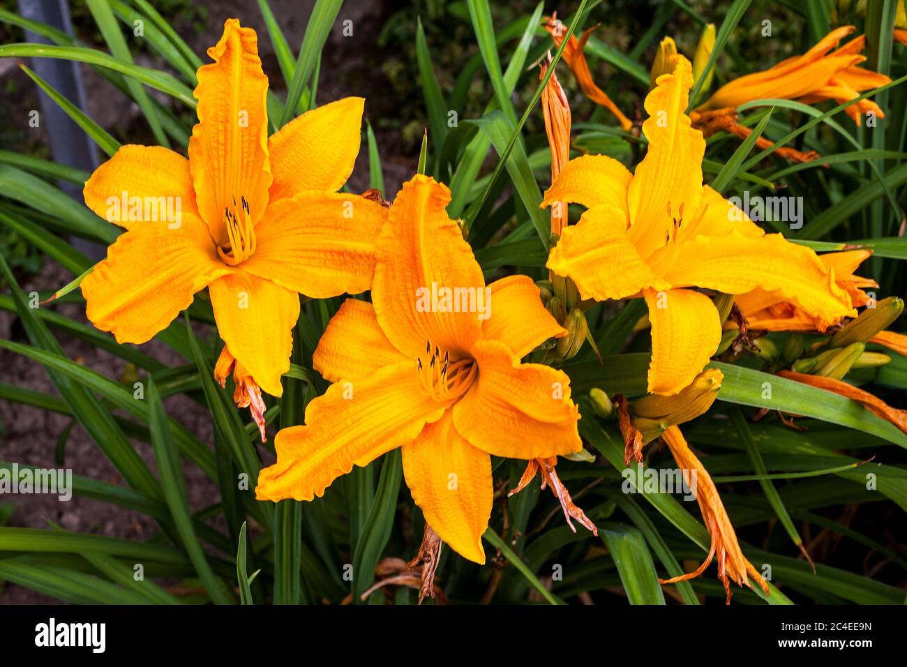 Hemerocallis 'Burning Daylight' a spring flowering plant commonly known as daylily Stock Photo