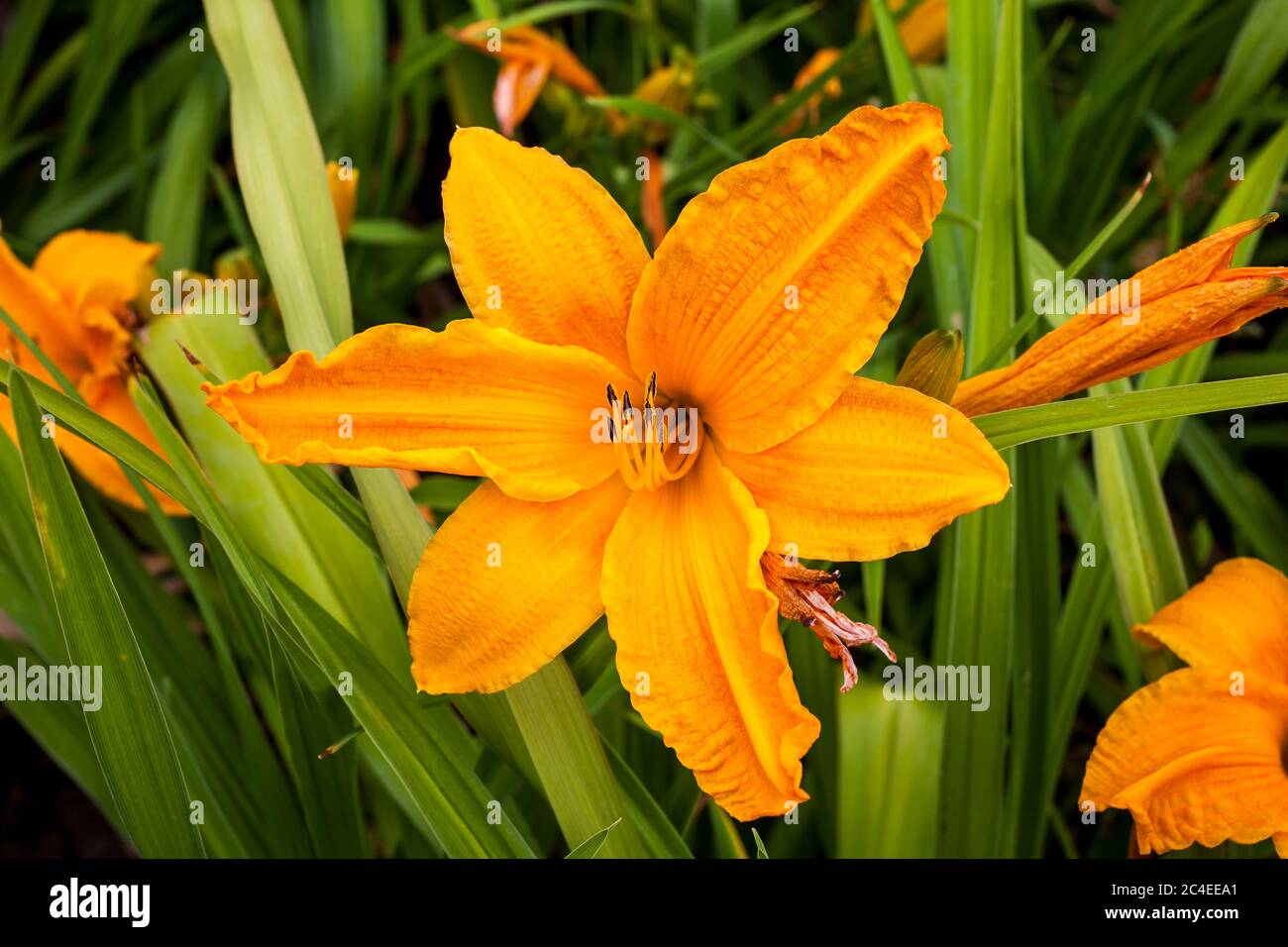 Hemerocallis 'Burning Daylight' a spring flowering plant commonly known as daylily Stock Photo