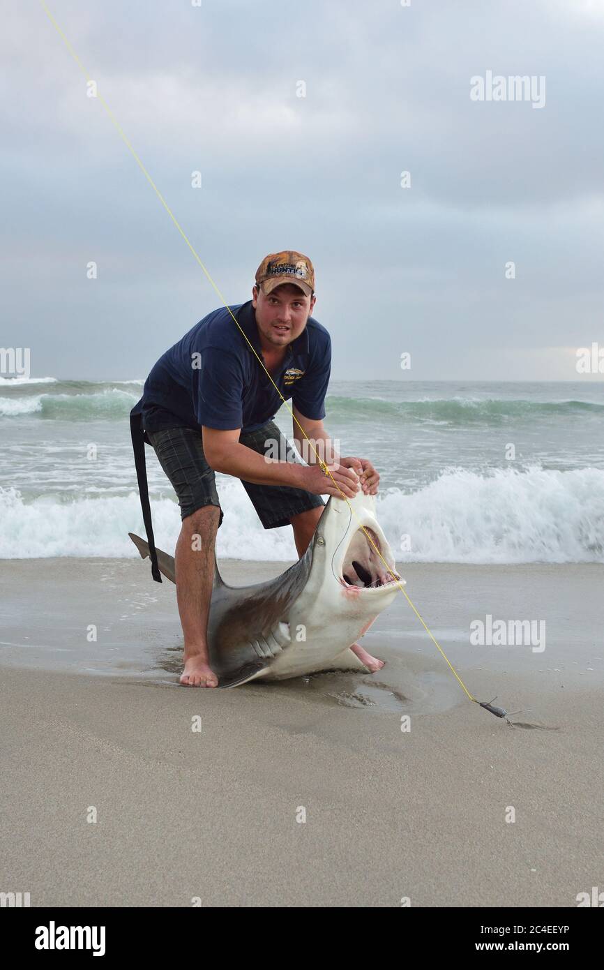 CAPE CROSS, NAMIBIA - JAN 31, 2016: Unidentified fisherman caught the big copper shark on the beach at twilight. A tag and release fishing is popular Stock Photo