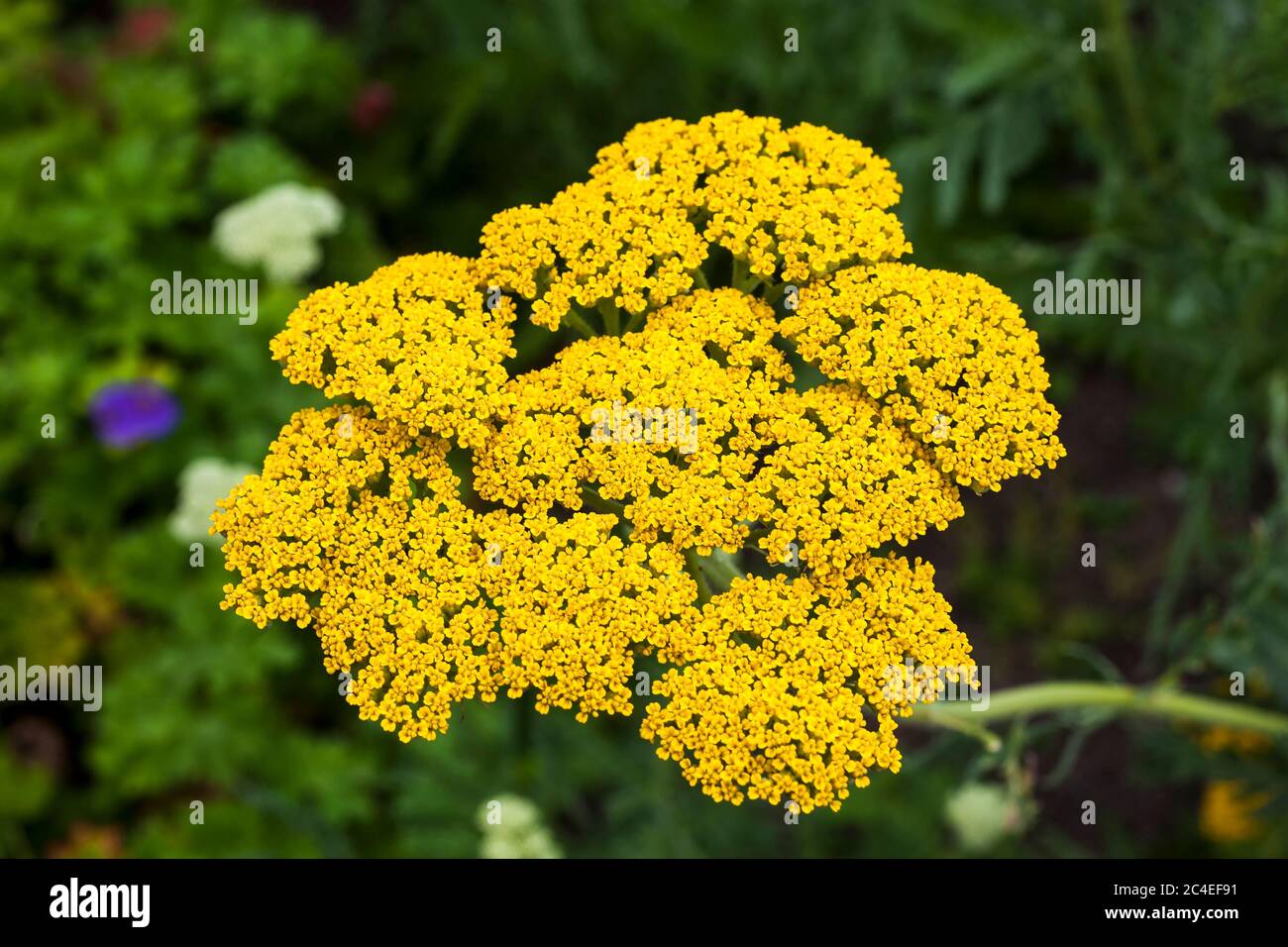 Achillea fillpendulina 'Gold Plate'  a summer flowering plant commonly known as yarrow or gold plate Stock Photo