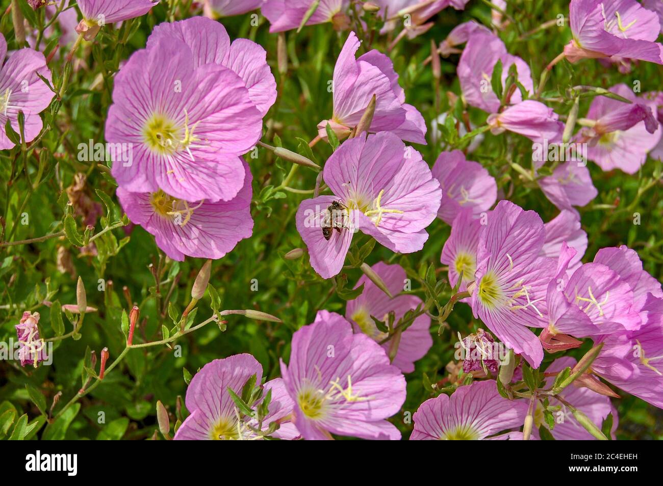 Bee and beautiful flowers Pink Evening Primrose near the sea in Greece. Stock Photo
