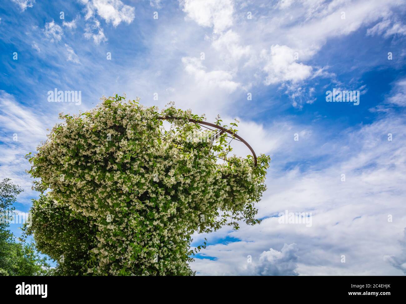 Common (officinale) Jasmine plants in the Garden of South Tyrol, Trentino Alto Adige, northern Italy Stock Photo
