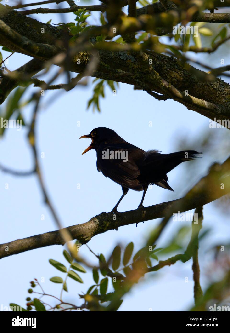 Blackbird (Turdus merula) adult male shouting an alarm call Stock Photo