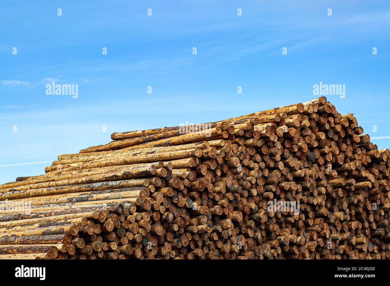 An abundance of prepared logs in a lumber yard Stock Photo Alamy